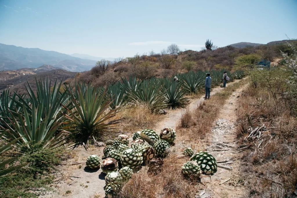 Tequila Designation of Origin